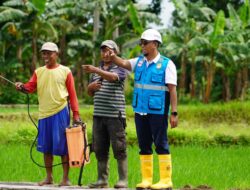 Program Listrik PLN Masuk Sawah Mampu Buat Petani di Sulawesi Selatan Untung Berkali Lipat