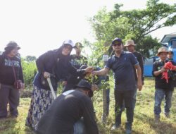 Hari Peduli Sampah Nasional, DLH Makassar Targetkan 200 Pohon Ketapang Kencana