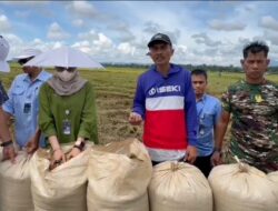 Petani Tersenyum Bahagia, Bulog Cabang Makasar Beli Gabah Kering Seharga Rp 6500. Per Kg.
