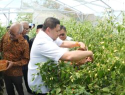 Munafri Panen Raya Cabai Rawit di Pesantren Gombara