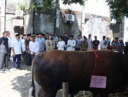 Takalar Terpilih Sebagai Penerima Bantuan Sapi Kurban Presiden: Momen Bersejarah untuk Masyarakat