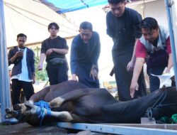 Semangat Berbagi di Hari Raya Idul Adha 1446 H, PLN UID Sulselrabar Hadirkan 80 Hewan Kurban untuk Sesama