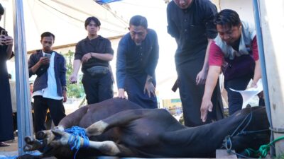 Semangat Berbagi di Hari Raya Idul Adha 1446 H, PLN UID Sulselrabar Hadirkan 80 Hewan Kurban untuk Sesama