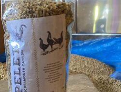 Ubah Ancaman Jadi Peluang, Unhas Latih Warga Limpomajang Olah Ikan Sapu-Sapu Jadi Pakan Ternak