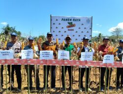 Panen Raya Jagung:Sinergi Mencapai Swasembada Pangan Melalui Benih Unggul dan Kemitraan Strategis 