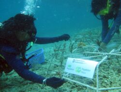 PT Pegadaian Kanwil VI Makassar Gelar Rehabilitasi dan Transplantasi Karang di Pulau Barrang Lompo