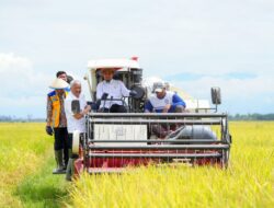 Panen Raya Padi di Pinrang, Gubernur Sulsel Serahkan Bantuan Rp20 Miliar untuk Infrastruktur dan UMKM
