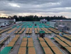 Dukung Peningkatan Ekonomi, PLN Setrum Industri Rumput Laut Sebesar 3.465 kVA di Pinrang