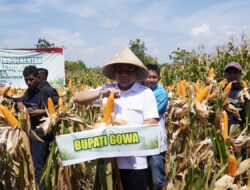 Kembali Panen 7.153 Ton, Pemkab Gowa Perkuat Produksi Jagung