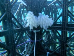 11 Hektar Laut di Sulsel Disiapkan Jadi Apartemen Ikan, Inovasi dari Gubernur Andi Sudirman