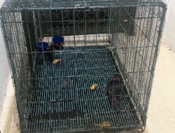 Nuri Kepala Hitam Diselundupkan dalam Botol, Karantina Sulsel Lakukan Penahanan 