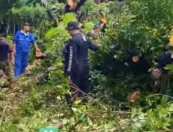 Pohon Tumbang Mengganggu Jalan? Laporkan ke DLH Makassar, Ini Nomor Pengaduannya