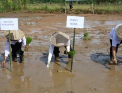 Dorong Swasembada Pangan, Bupati Gowa Optimalkan Program Cetak Sawah Rakyat
