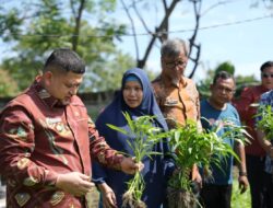 Munafri Tinjau Urban Farming di Tamalate–Wajo, Targetkan Kemandirian Pangan Bagi Warga
