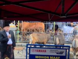 Sapi Kurban Presiden di Makassar Bobot 923 Kg, Appi: Bentuk Kepedulian Pemerintah kepada Masyarakat