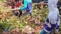 Rombongan Mahasiswa KKN Unhas di Bantaeng Alami Kecelakaan