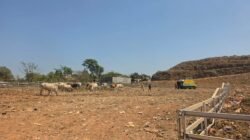 TPA Tamangapa Berbenah, Gunungan Sampah Mulai Tertata hingga Sapi Disiapkan Ranch