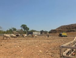 TPA Tamangapa Berbenah, Gunungan Sampah Mulai Tertata hingga Sapi Disiapkan Ranch