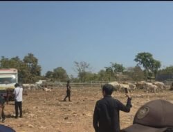 Sapi di TPA Tamangapa Dikandangkan, Sampah Organik Pasar Capai 30 Ton per Hari Jadi Pakan