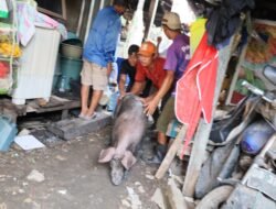 Kedepankan Solusi, Pemkot Makassar Fasilitasi Truk Angkut Ternak Babi di Panaikang